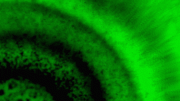 Bacterial Biofilms Form Segments