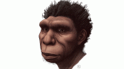 Homo bodoensis Rendering