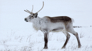 Iceland Reindeer