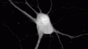 Neuron Cellular Signals