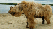 Woolly Rhinoceros