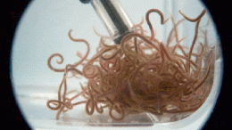 Worm Ball Untangled