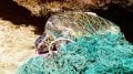 A Sea Turtle Entangled in an Abandoned Fishing Net