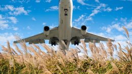 Airplane and Miscanthus