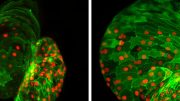 Ajuba regulates stem cell activity in the heart