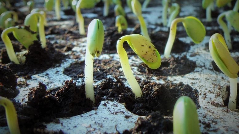 Antabactin Helps Seedlings Sprout