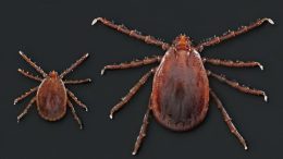 Asian Longhorned Ticks