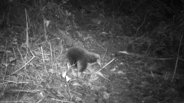 Attenborough’s Long Beaked Echidna