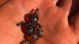 Australian Honeypot Ant in Hand