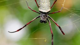 Batik Golden Web Spider (Nephila antipodiana)