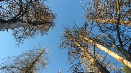 Beetle Killed Ponderosa Pines