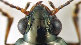 Bembidion brownorum