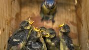 Blue Tits Begging Chicks