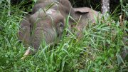 Borneo Pygmy Elephant