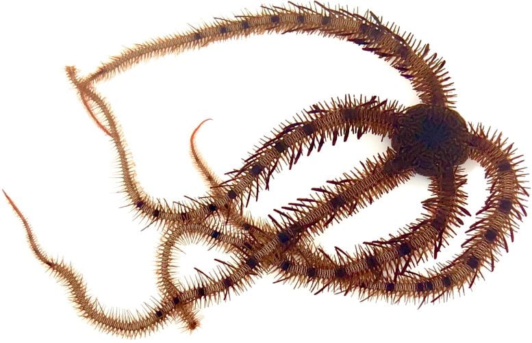 Brittle Stars Learn