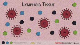 Cell Dysfunction Discovery Sheds Light on HIV