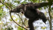 Chimpanzee Climbing