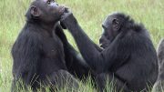 Chimpanzees in Gabon Apply Insects to Wounds