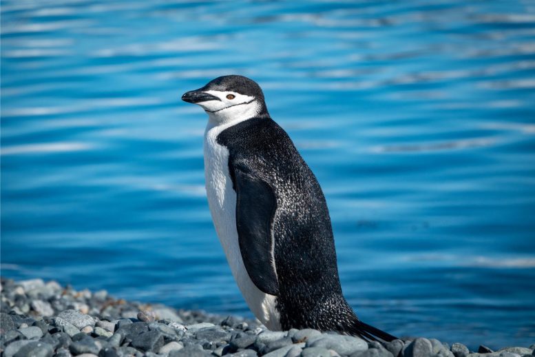 Chinstrap Penguin