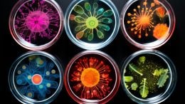 Colorful Bacteria Petri Dish Concept Art