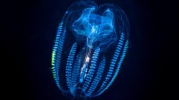 Comb Jelly (Cydippida)