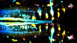 Corticospinal Neurons in Zebrafish