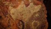 Cretaceous Footprints Found on Goddard Site