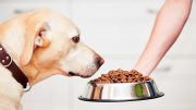 Dog Food Kibble