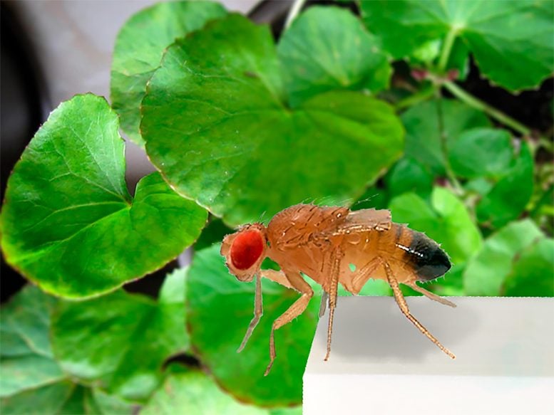 Drosophila in Centella asiatica Leaves