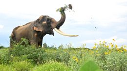 Elephant Gorging