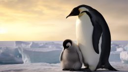 Emperor Penguins Concept