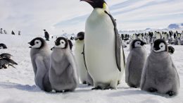 Emperor Penguins With Chicks