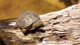 European Pond Turtle