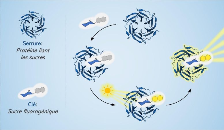 Fluorogenic “Lock and Key”