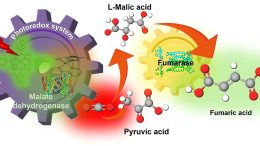 Fumaric Acid Synthesis From CO2 Using Solar Energy