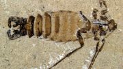 giant-jurassic-flea