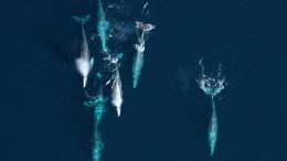 Gray Whale Migration