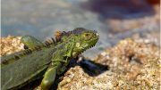 Green Iguana Invasive Speices