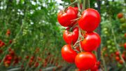 Growing Tomatoes