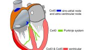 Heart Diagram Proteins