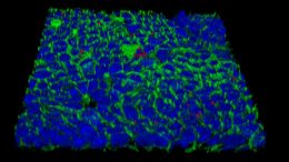 Helicobacter Creates Immune System Blind Spot