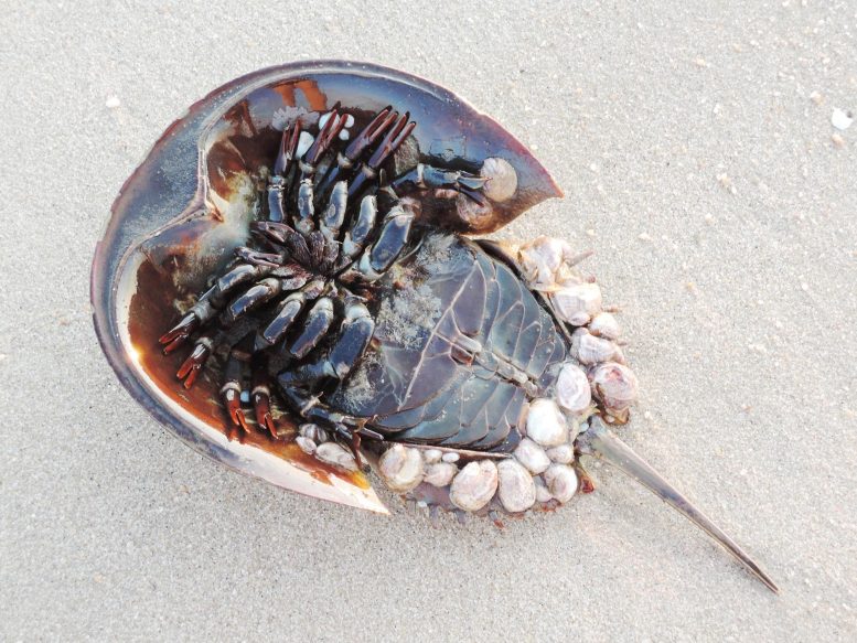 Horseshoe Crab