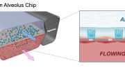 Human Alveolus Chip