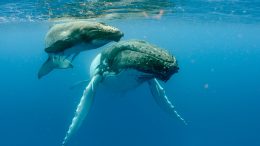 Humpback Whales