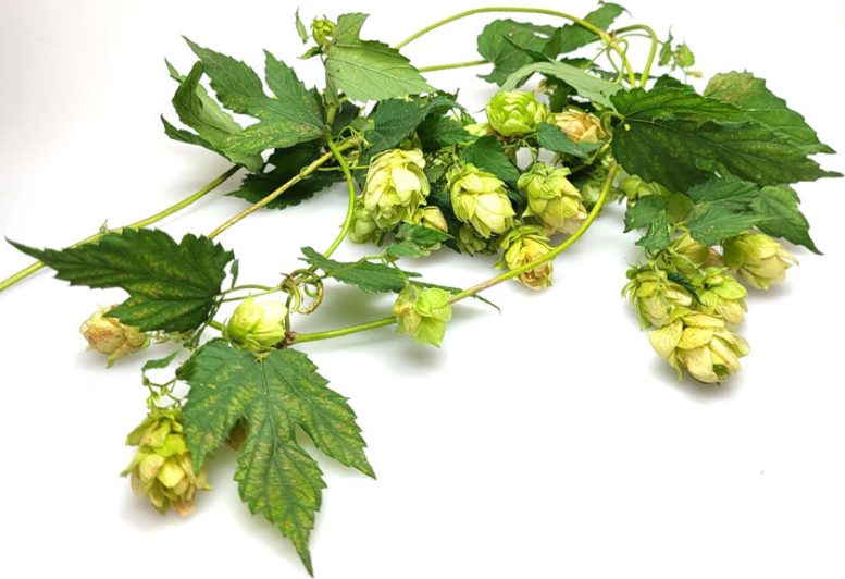 Humulus lupulus