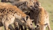 Hyena Moms Pass Their Networks to Their Kids