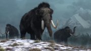 Illustration of Woolly Mammoths