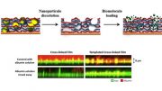 Increasing film rigidity in biomaterials