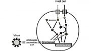 Integrated Host Virus Metabolic Modeling Approach