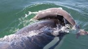Killer Whale Harasses Porpoise